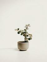 Plant in a pot on white background AI Generative photo