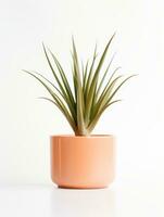 Plant in a pot on white background AI Generative photo