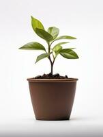 planta en un maceta en blanco antecedentes ai generativo foto