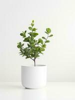 Plant in a pot on white background AI Generative photo