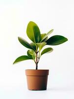 Plant in a pot on white background AI Generative photo