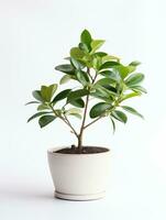 planta en un maceta en blanco antecedentes ai generativo foto