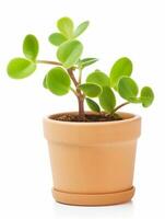 planta en un maceta en blanco antecedentes ai generativo foto