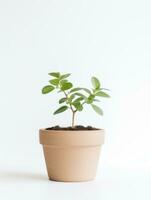 planta en un maceta en blanco antecedentes ai generativo foto