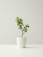 Plant in a pot on white background AI Generative photo