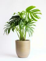 Plant in a pot on white background AI Generative photo