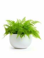 Plant in a pot on white background AI Generative photo