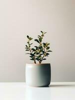 Plant in a pot on white background AI Generative photo