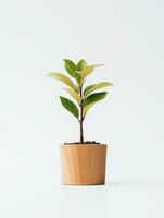 planta en un maceta en blanco antecedentes ai generativo foto