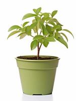 Plant in a pot on white background AI Generative photo