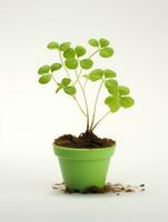 Plant in a pot on white background AI Generative photo