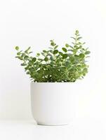 Plant in a pot on white background AI Generative photo