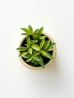 planta en un maceta en blanco antecedentes ai generativo foto