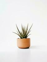 Plant in a pot on white background AI Generative photo