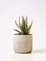 Plant in a pot on white background AI Generative photo