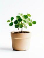 Plant in a pot on white background AI Generative photo