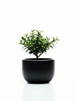 Plant in a pot on white background AI Generative photo