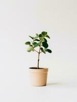 Plant in a pot on white background AI Generative photo