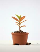 planta en un maceta en blanco antecedentes ai generativo foto