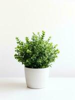 Plant in a pot on white background AI Generative photo