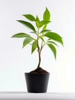 Plant in a pot on white background AI Generative photo