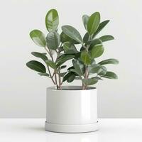 Plant in a pot on white background AI Generative photo