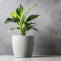 planta en un maceta en blanco antecedentes ai generativo foto