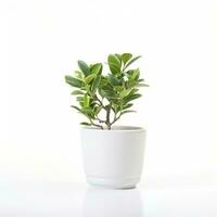 Plant in a pot on white background AI Generative photo