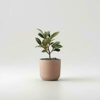 Plant in a pot on white background AI Generative photo