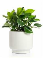 Plant in a pot on white background AI Generative photo