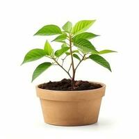 planta en un maceta en blanco antecedentes ai generativo foto