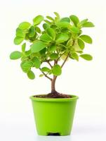 planta en un maceta en blanco antecedentes ai generativo foto