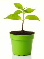 planta en un maceta en blanco antecedentes ai generativo foto