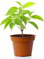 Plant in a pot on white background AI Generative photo