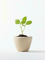 Plant in a pot on white background AI Generative photo