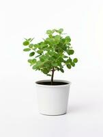 Plant in a pot on white background AI Generative photo