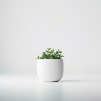 Plant in a pot on white background AI Generative photo