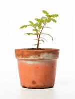 planta en un maceta en blanco antecedentes ai generativo foto