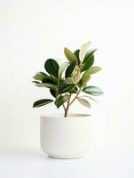 Plant in a pot on white background AI Generative photo