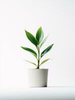 Plant in a pot on white background AI Generative photo