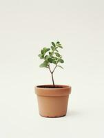 Plant in a pot on white background AI Generative photo