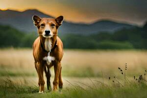 un perro es en pie en un campo con montañas en el antecedentes. generado por ai foto