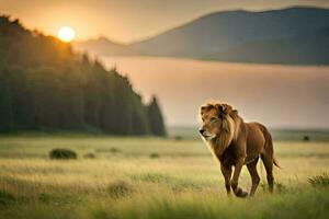 a lion walking in the grass at sunset. AI-Generated photo