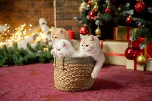 linda británico chinchilla gatitos son sentado en un cesta debajo un Navidad árbol con regalos cerca foto