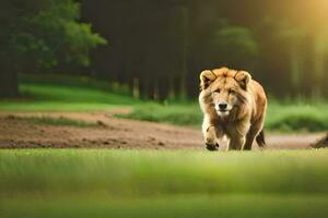 the lion is walking in the field. AI-Generated photo