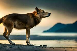 a dog standing on the beach at sunset. AI-Generated photo