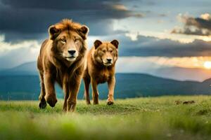 two lions walking in the grass at sunset. AI-Generated photo