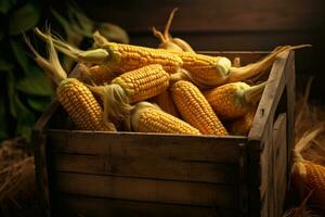 Photos of harvested corn on the cob are in a wooden box. AI generated