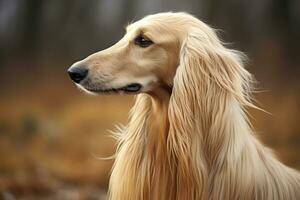 Portrait of an Afghan hound dog on the street. AI Generated photo