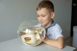 el chico es sentado cerca un mesa con un transparente acuario y mira dentro un acuario con pescado foto